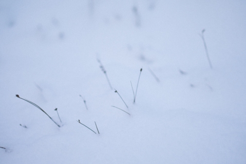 flakes (5 of 8)